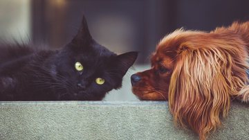 O amor pelos animais de estimação