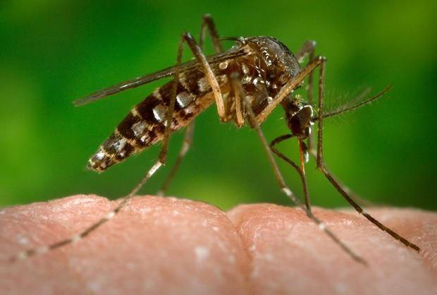 Imagem Zika: OMS declara emergência internacional em saúde pública