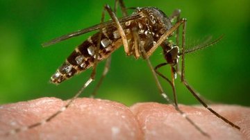 Imagem Zika: OMS declara emergência internacional em saúde pública