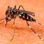 Imagem Ministério da Saúde lança guia sobre febre de chikungunya
