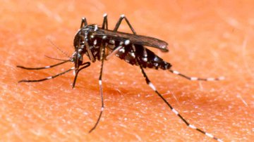 Imagem Ministério da Saúde lança guia sobre febre de chikungunya
