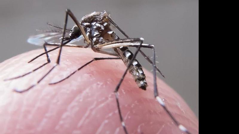 Imagem Zika: saiba quais os repelentes mais indicados contra o mosquito Aedes Aegypti