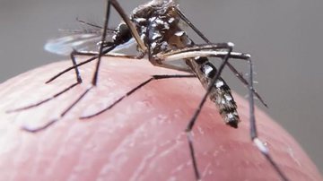 Imagem Zika: saiba quais os repelentes mais indicados contra o mosquito Aedes Aegypti