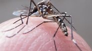 Imagem Zika: saiba quais os repelentes mais indicados contra o mosquito Aedes Aegypti