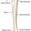 Imagem HEMIMELIA FIBULAR E O TRABALHO DA AACD