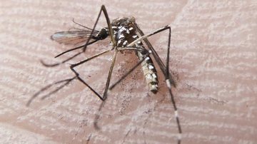 Imagem Brasil tem mais de 3.500 casos suspeitos de microcefalia associada ao vírus Zika