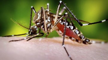 Imagem Conheça a Febre Zika, doença transmitida pelo mesmo mosquito da Dengue e da Febre Chikungunya