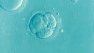 Imagem Transferir um único embrião pode ser melhor que dois