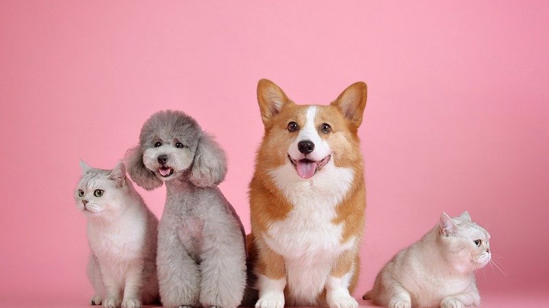 Primavera: cães e gatos também estão sujeitos ao surgimento ou piora dos sintomas alérgicos