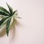 Os malefícios da maconha para um cérebro em desenvolvimento.