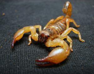 Escorpião amarelo (Matt Reinbold / Creative Commons)