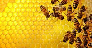 Imagem de abelhas