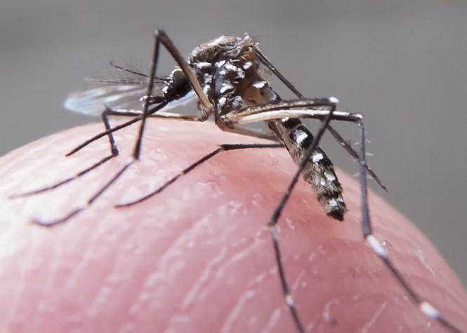 Aedes aegypt, o mosquito transmissor da dengue, também hospeda o Zika Virus