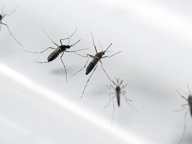 Há &#39;fortes indícios&#39; de que zika vírus, transmitidos por mosquitos Aedes aegypti, tenha correção com aumento de casos de síndrome de Guillain-Barré (Foto: AFP Photo/Patrice Coppee)